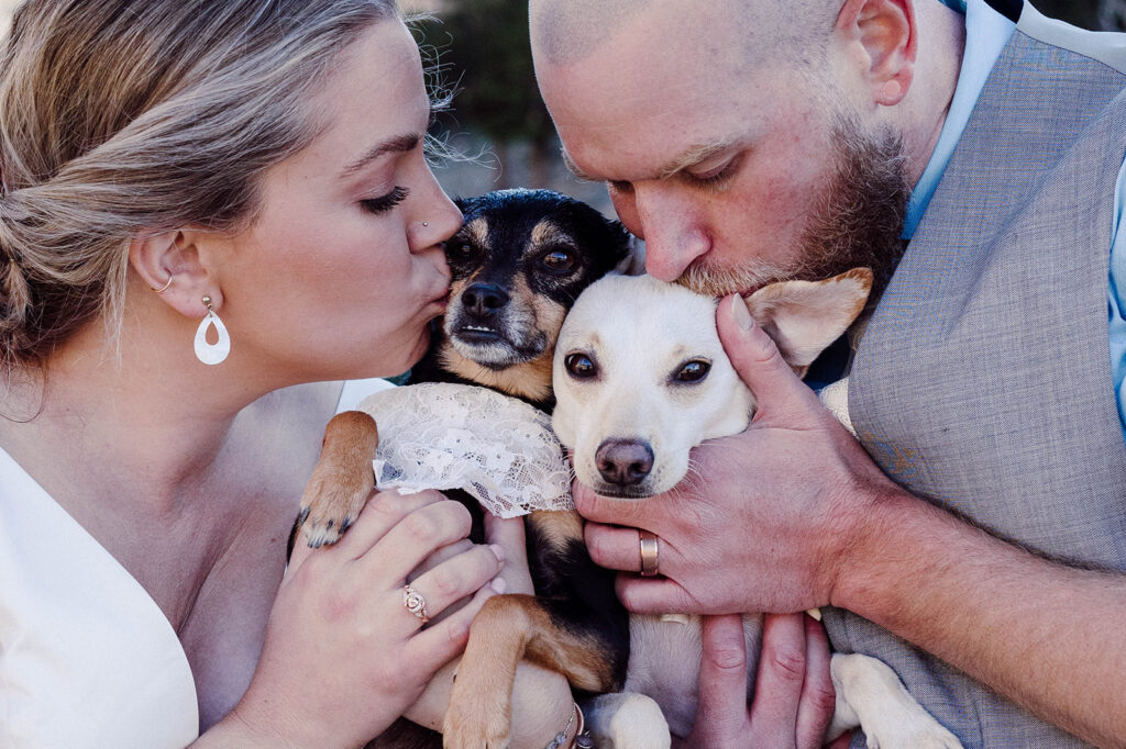 A bride and groom kissing their two small dogs