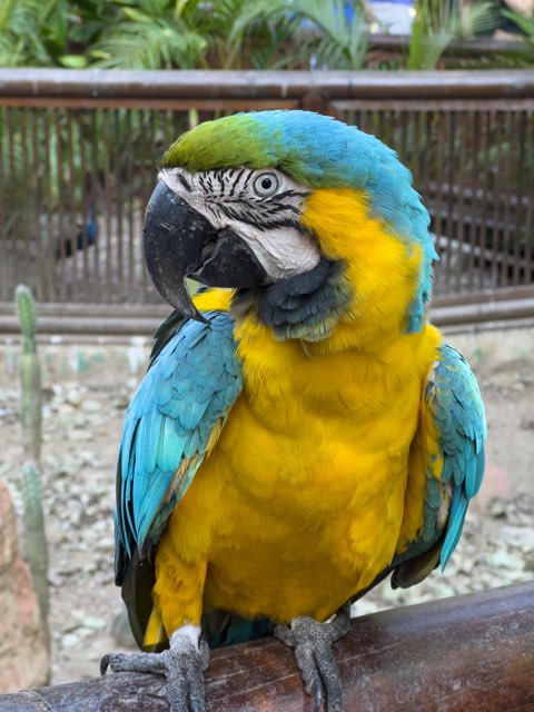 Parrot in Columbia